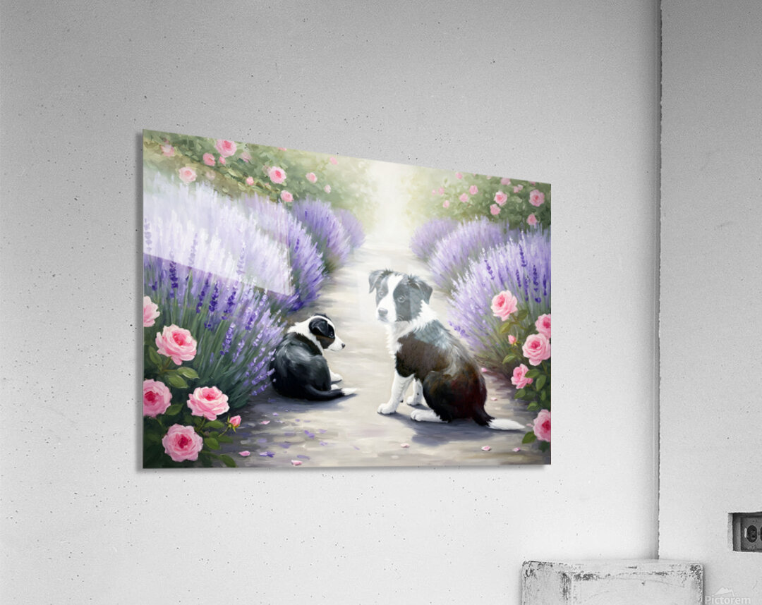 Border Collie Puppy Rests After Adventure With Siblings Acrylic Print