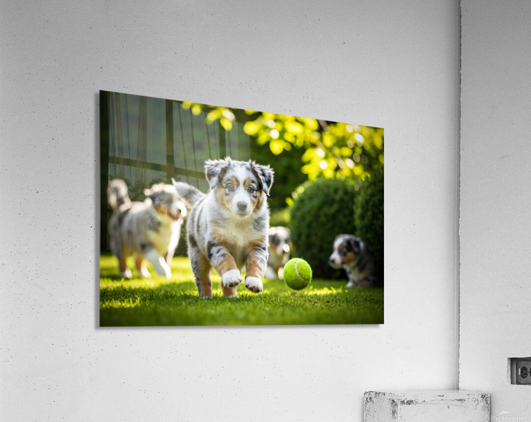 Australian Shepherd Puppy Catches Tennis Ball Acrylic Print