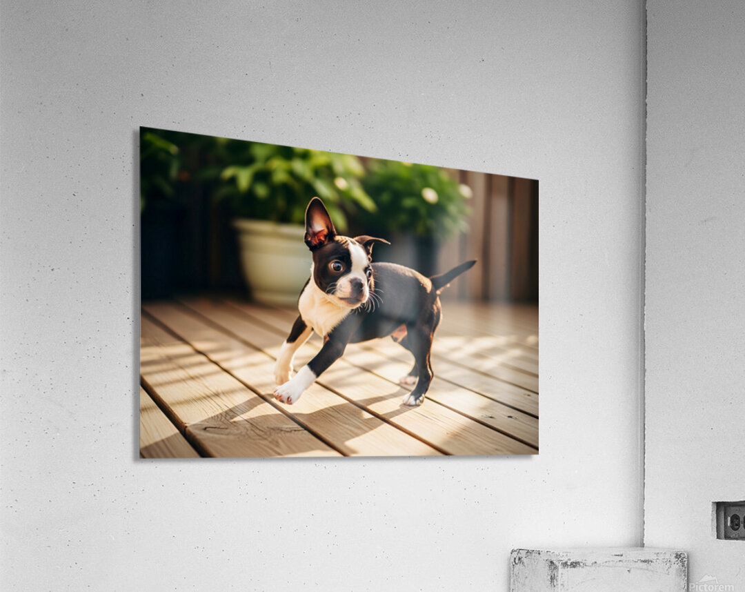 Boston Terrier Puppy Bouncing In Garden Acrylic Print