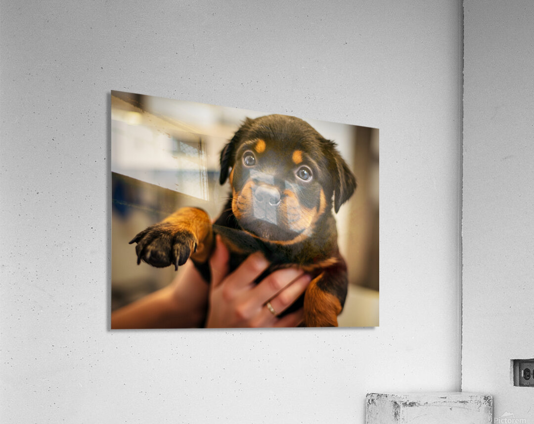 Rottweiler Puppys First Vet Visit Acrylic Print