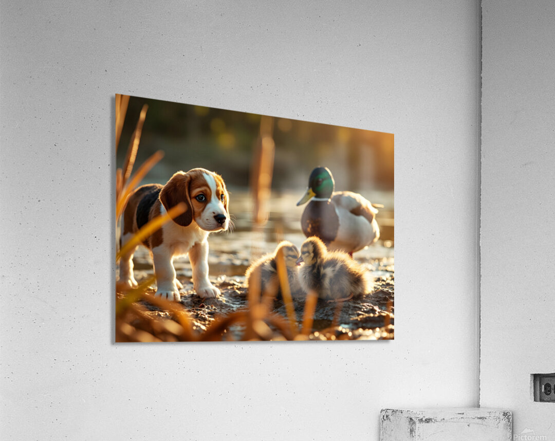 Beagle Puppy Explores By The Pond Acrylic Print