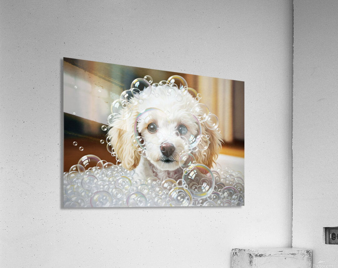 Happy Poodle Puppy After Bubble Adventure Acrylic Print