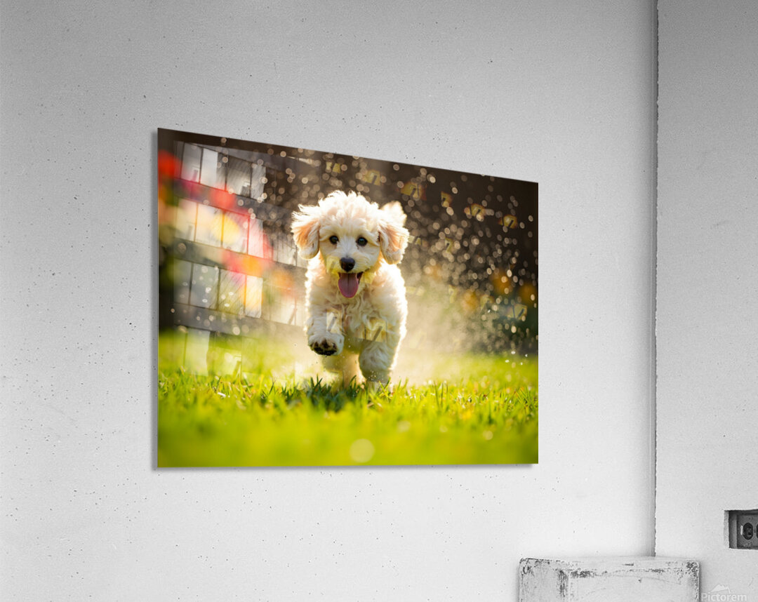 Poodle Puppy Discovers Garden Sprinkler Acrylic Print