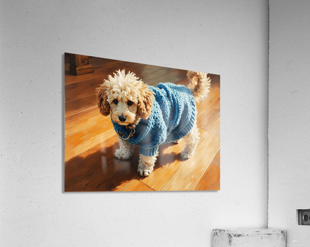 Poodle Puppy Finally Free From Sweater Acrylic Print