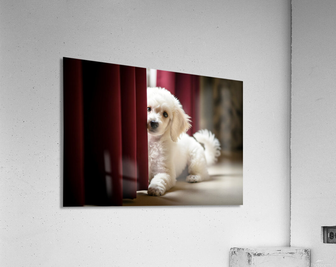 Poodle Puppy Plays Hide And Seek Behind Curtain Acrylic Print