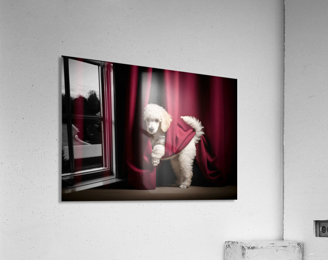 Poodle Puppy Bursts Out From Curtain Hiding Spot Acrylic Print