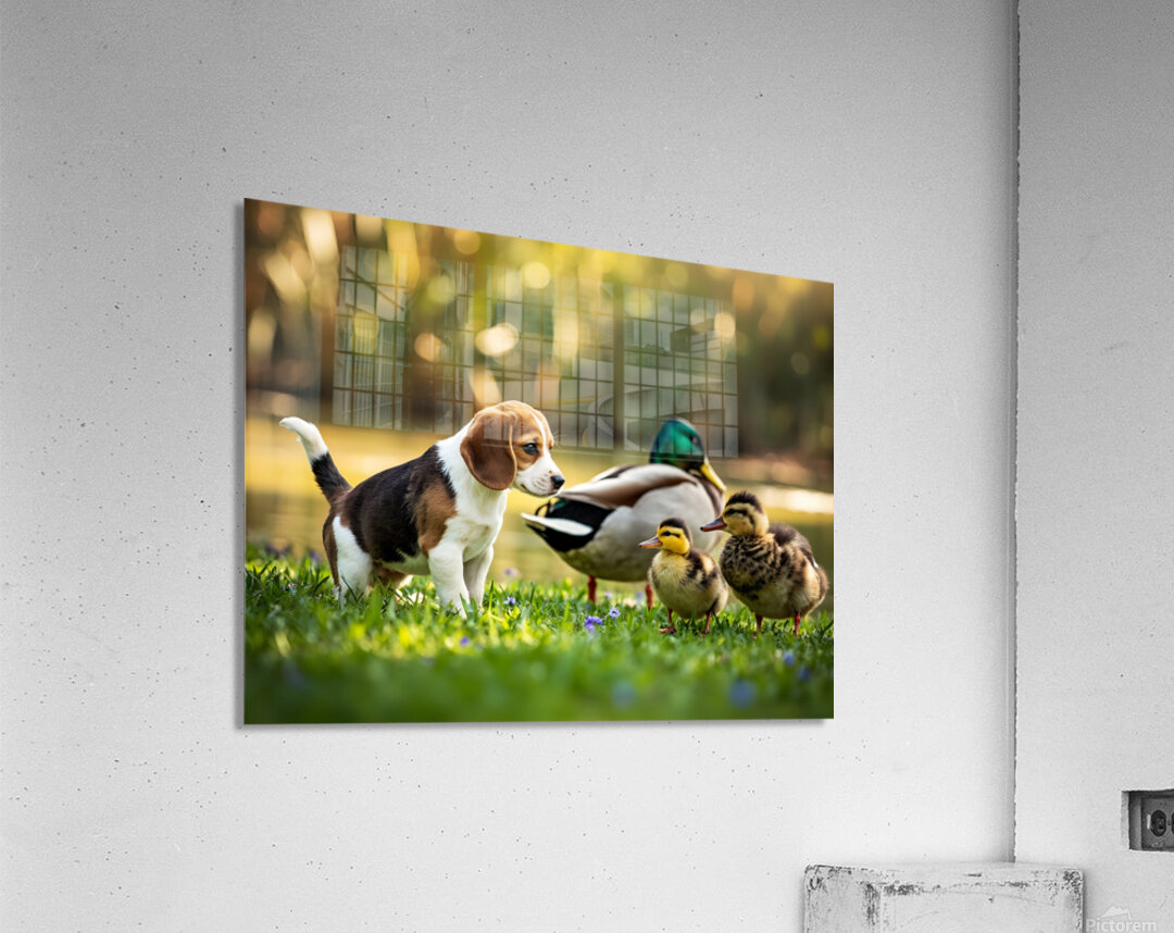 Beagle Puppys Peaceful Moment With Duck Friends Acrylic Print