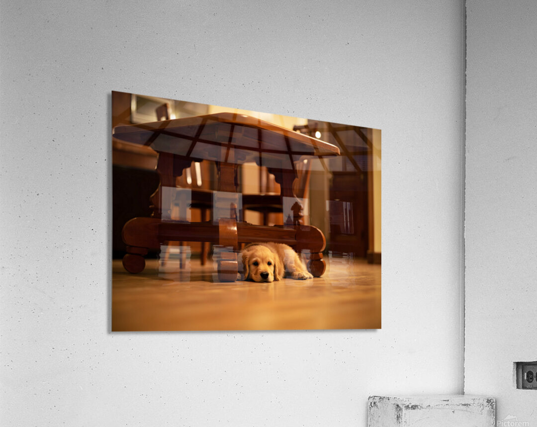 Curious Puppy Peeks From Behind Bookshelf Acrylic Print