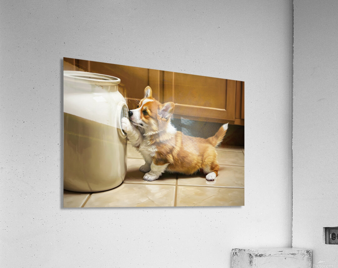 Corgi Puppy Gets Stuck In Cookie Jar Acrylic Print