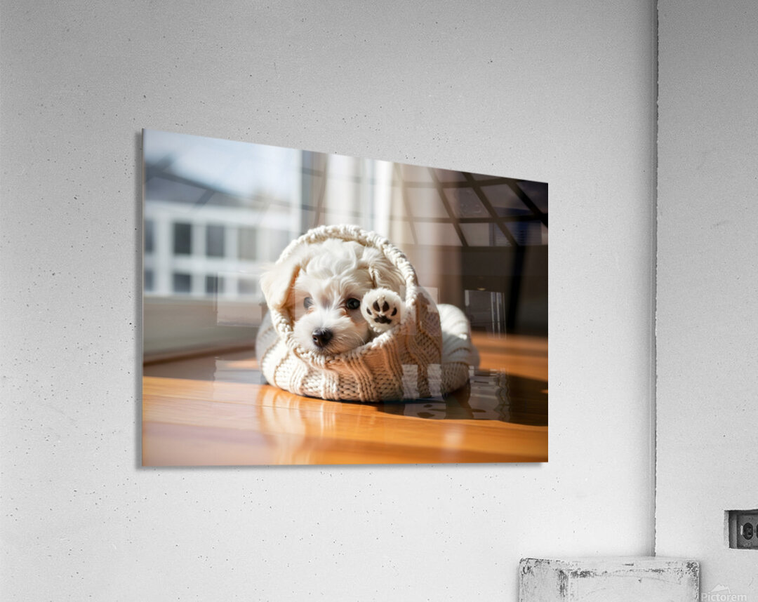 Bichon Frise Puppy Peeking From Sweater Sleeve Acrylic Print