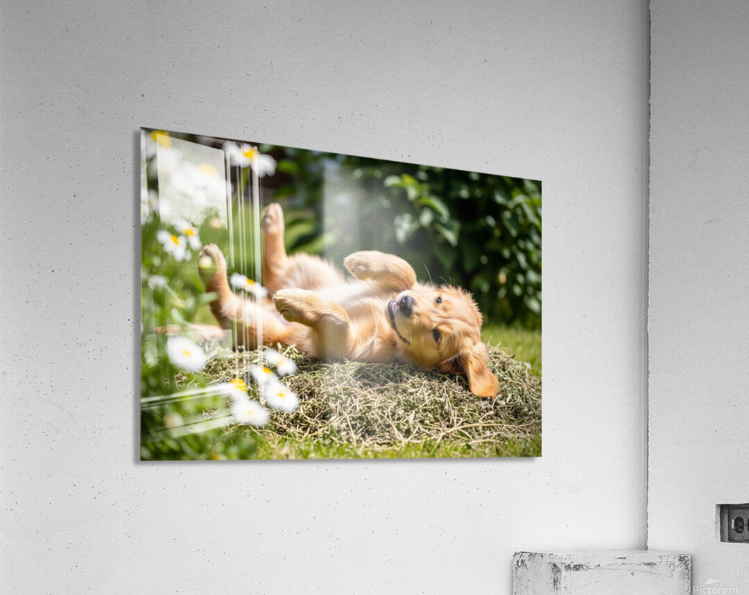 Herby Golden Puppy After Rolling Session Acrylic Print