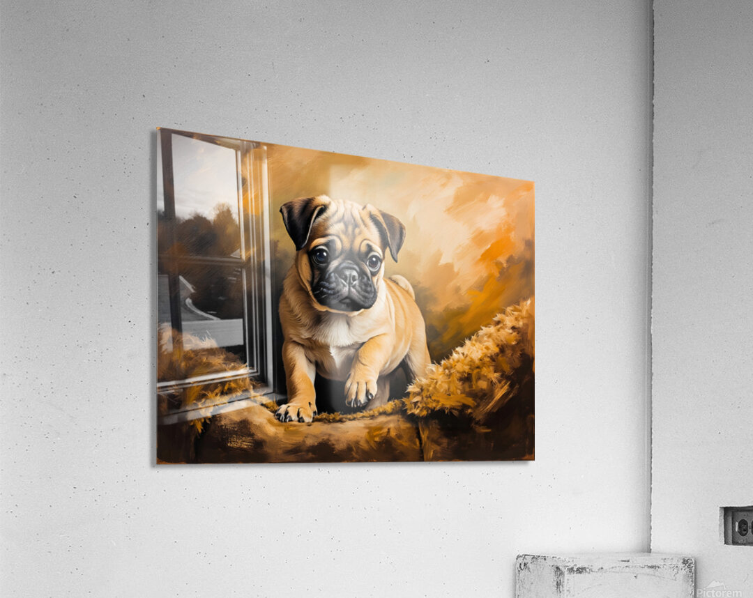 Pug Puppy Falls Asleep After Evening Entertainment Acrylic Print
