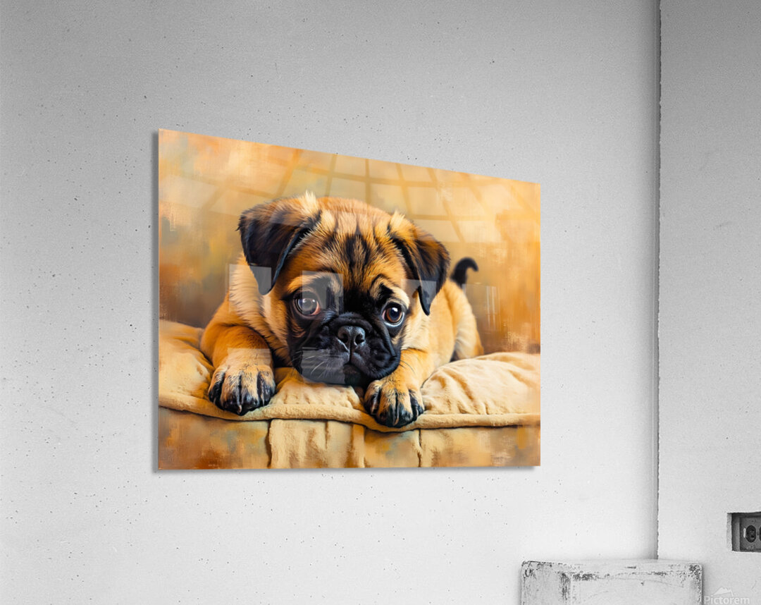 Pug Puppy Discovers The Amazing Moving Picture Box Acrylic Print