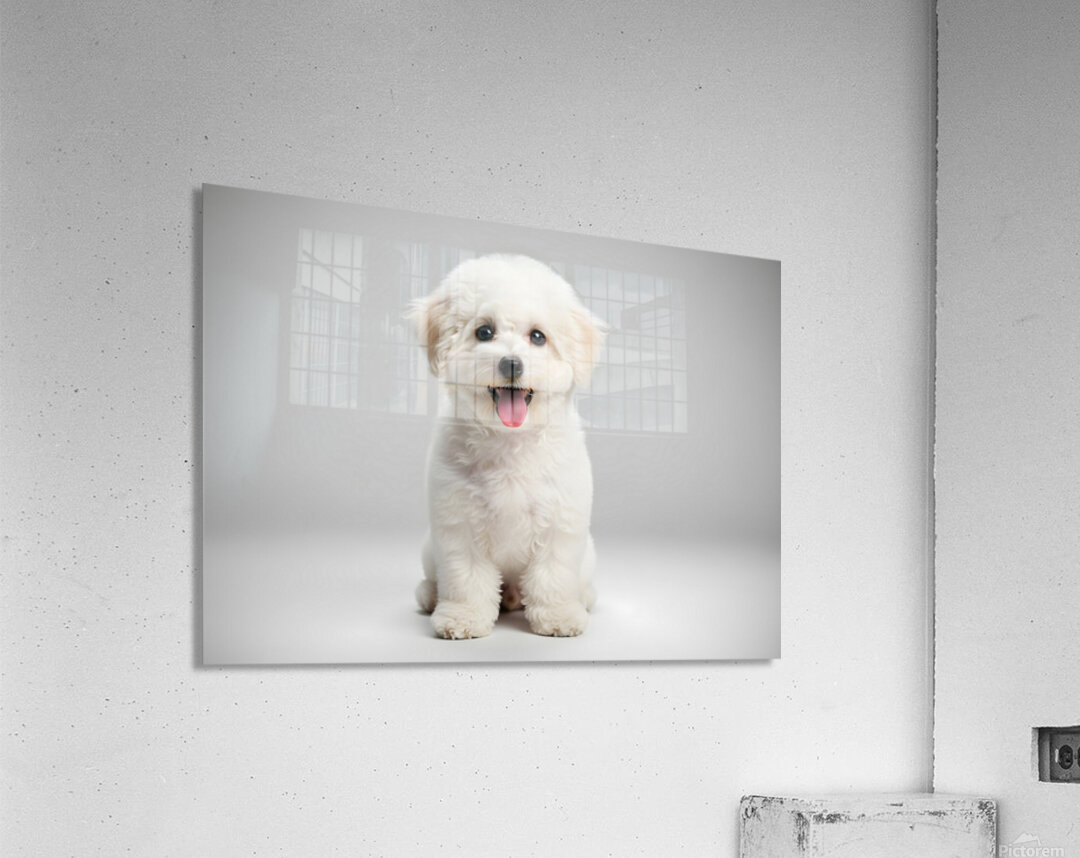 Focused Bichon Frise Puppy Poses Perfectly For Camera Acrylic Print