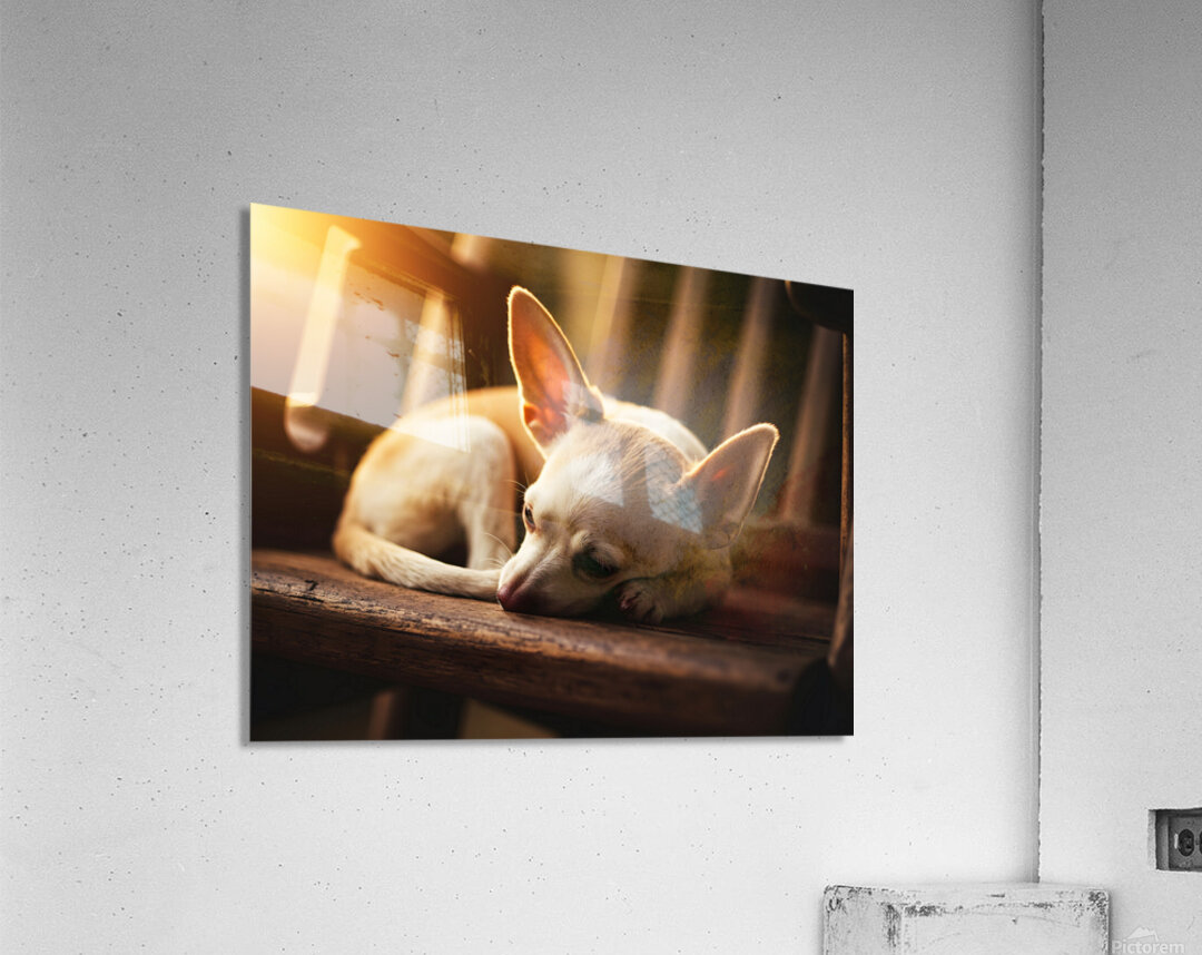 Chihuahua Puppy Dreams Peacefully On Rocking Chair Acrylic Print