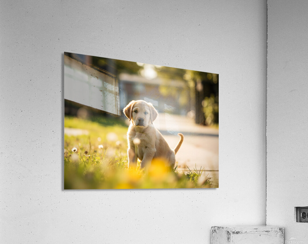 Patient Puppy Rests While Maintaining His Faithful Watch Acrylic Print