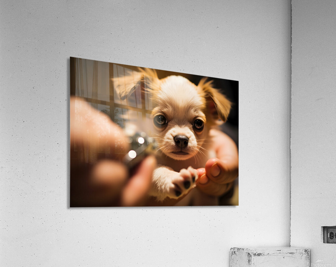 Chihuahua Puppy Waits For Nail Trimming Appointment Acrylic Print