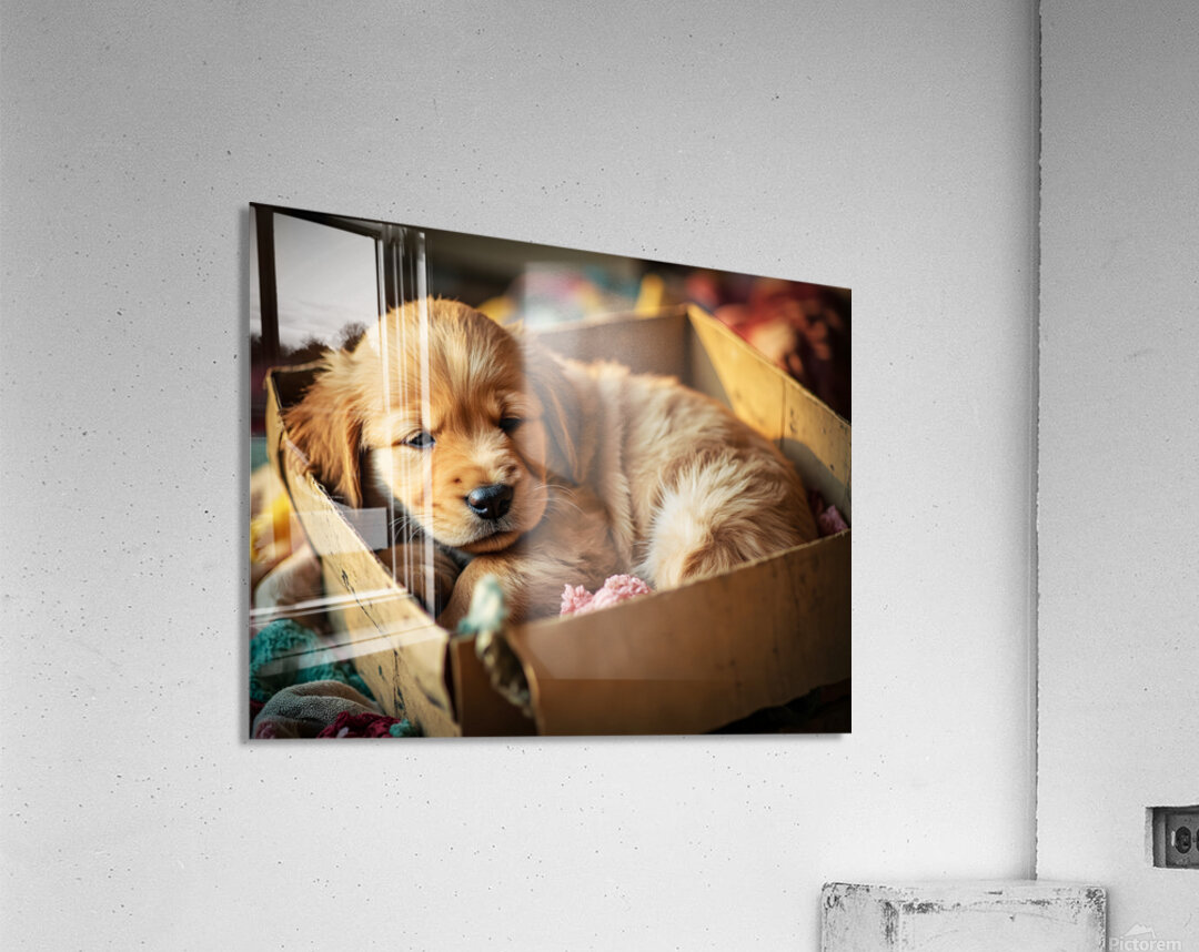 Golden Retriever Puppy Ready To Leave Box Fort Acrylic Print