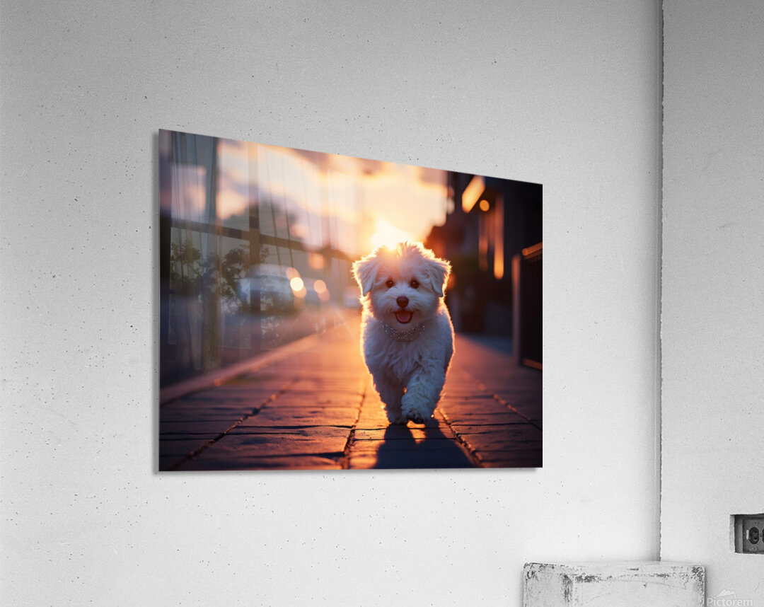 Bichon Frise Puppy Gets Ready For Night Out Acrylic Print