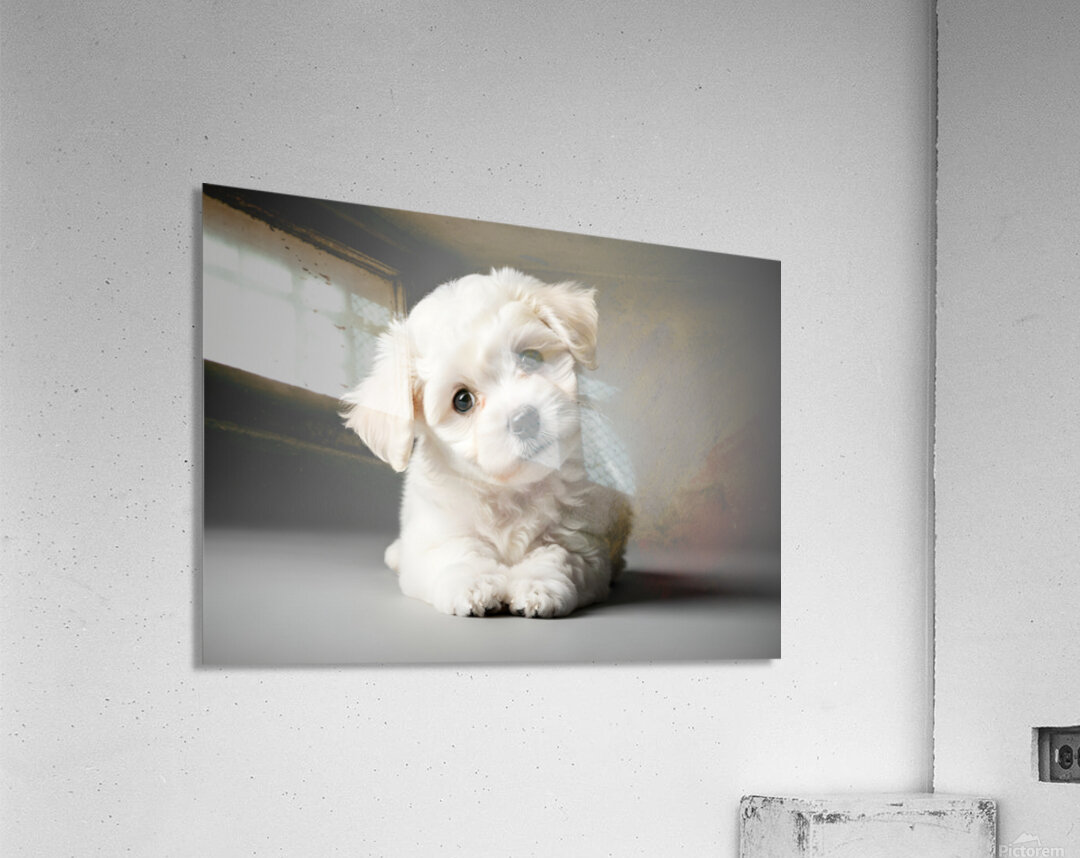 Bichon Frise Puppy Ready For Photo Session Acrylic Print