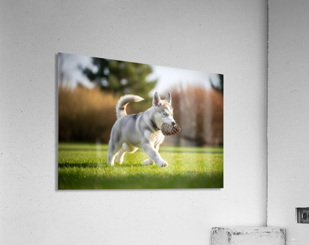 Siberian Husky Puppy Discovers Pinecone In Sunny Garden Acrylic Print