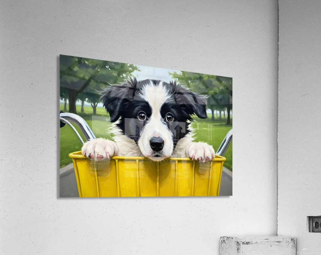 Border Collie Puppys First Bicycle Basket Adventure Begins Acrylic Print
