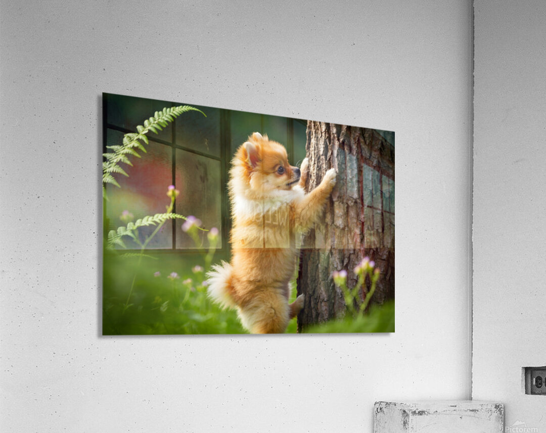 Pomeranian Puppy Discovers The Perfect Climbing Challenge Acrylic Print
