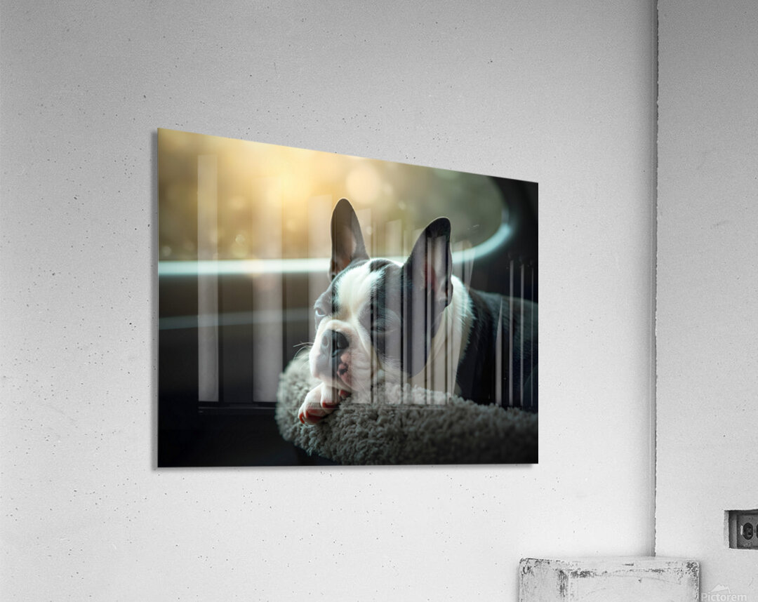 Boston Terrier Puppy Sees Sunshine After The Rain Acrylic Print