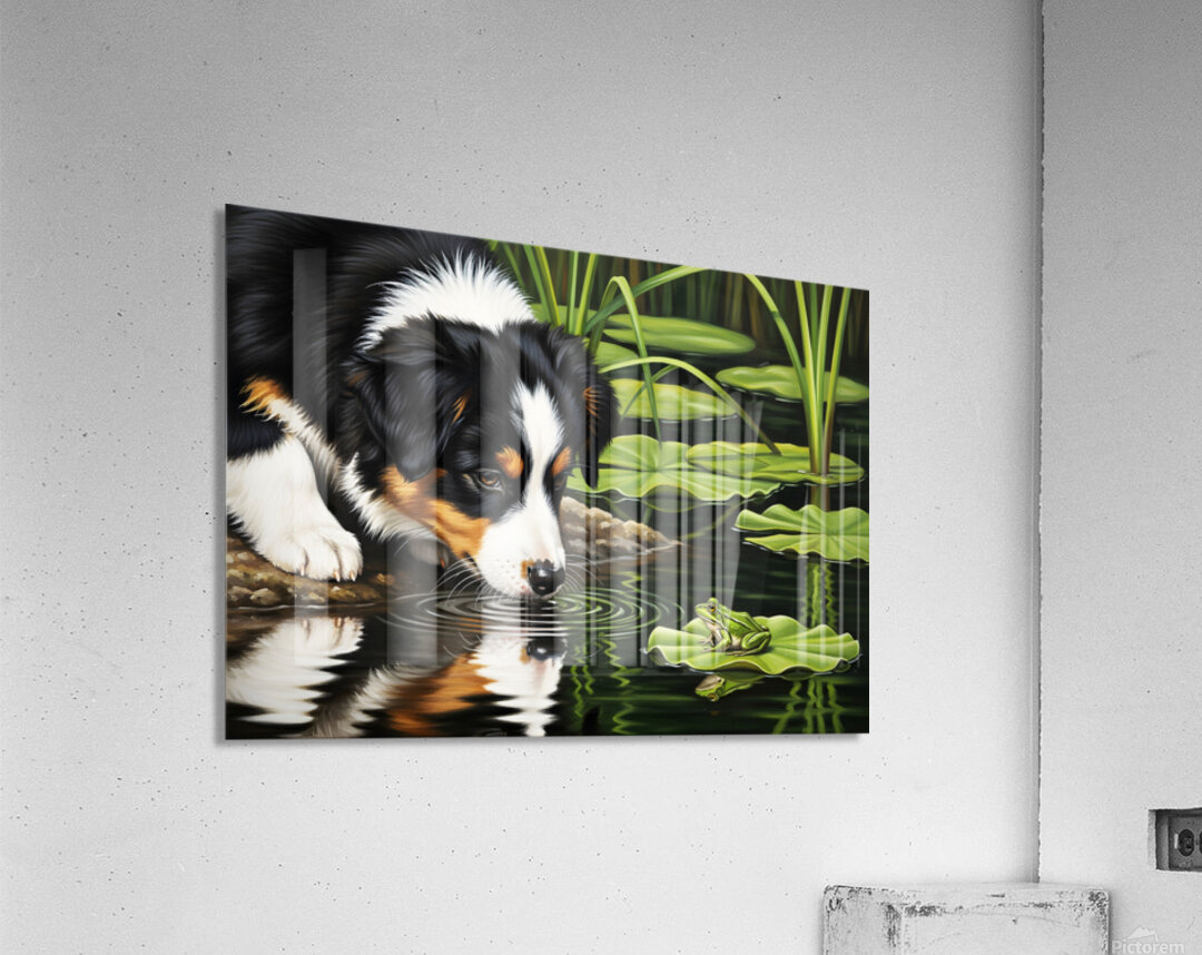 Australian Shepherd Puppy Discovers A Quiet Pond Acrylic Print