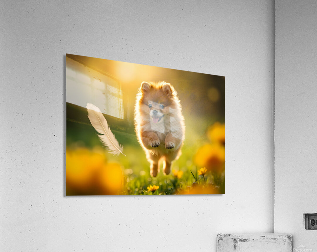 Feather Lands On Happy Pomeranian Puppy Acrylic Print