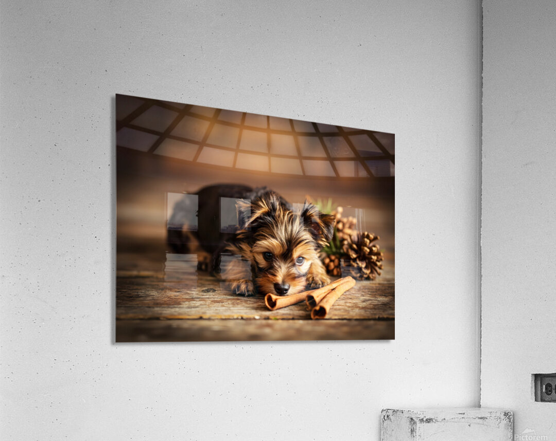 Happy Yorkshire Terrier Puppy With Nature Treasures Acrylic Print