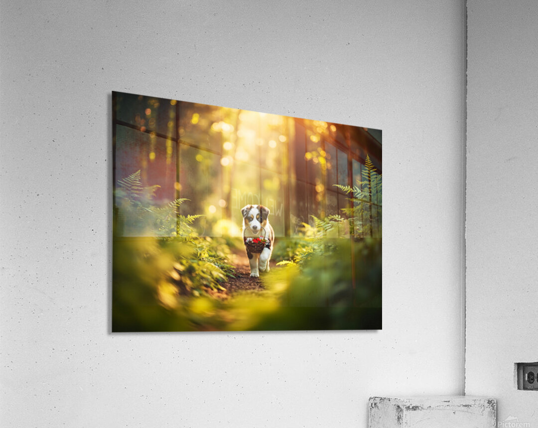 Australian Shepherd Puppy Begins Flower Delivery Mission Acrylic Print