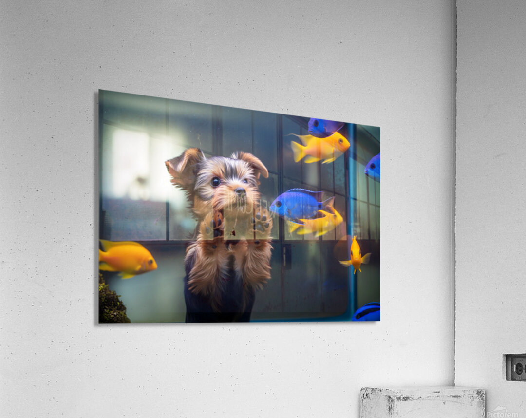 Yorkshire Terrier Puppy Discovers Amazing Aquarium World Acrylic Print
