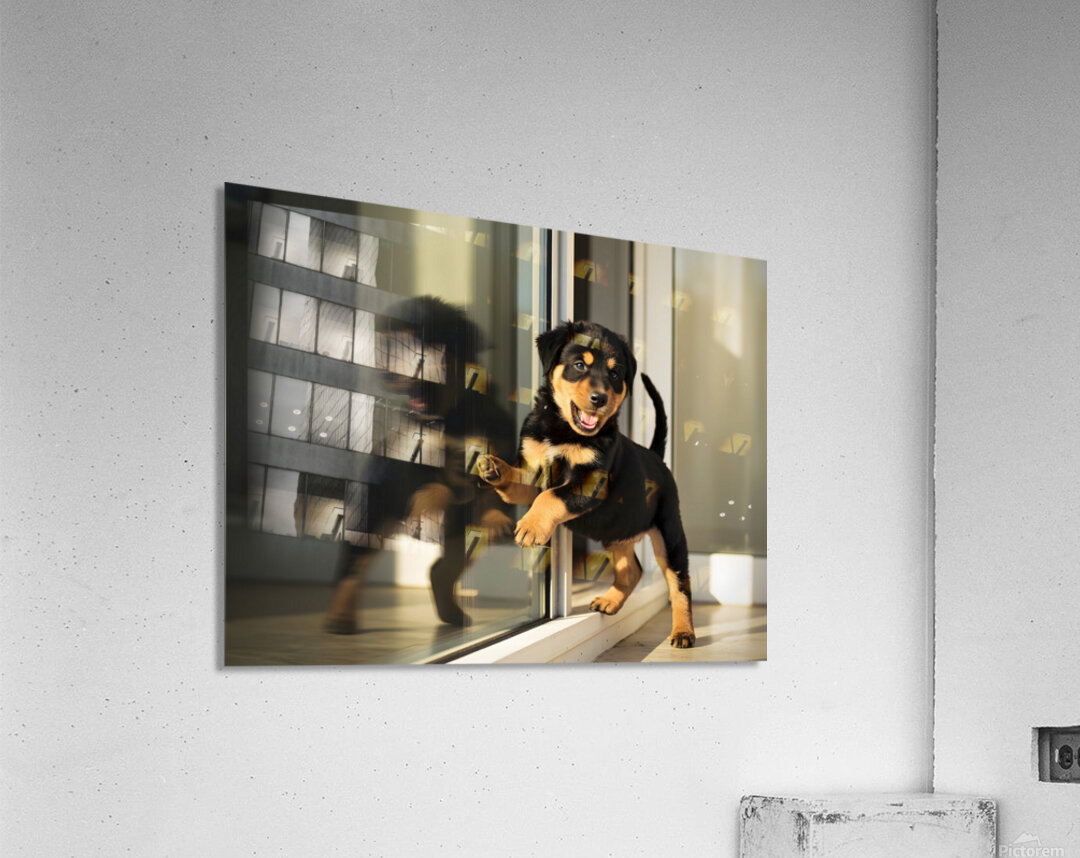 Rottweiler Puppy Discovers Glass Door Reflection Acrylic Print