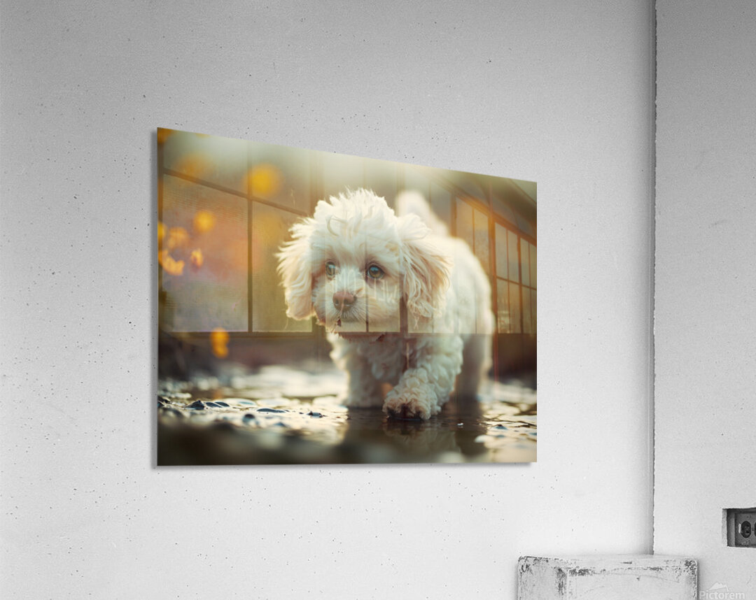 Happy Poodle Puppy Realizes The Truth About Reflections Acrylic Print