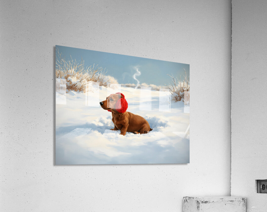 Dachshund Puppy Heads Home After Snowy Day Adventure Acrylic Print