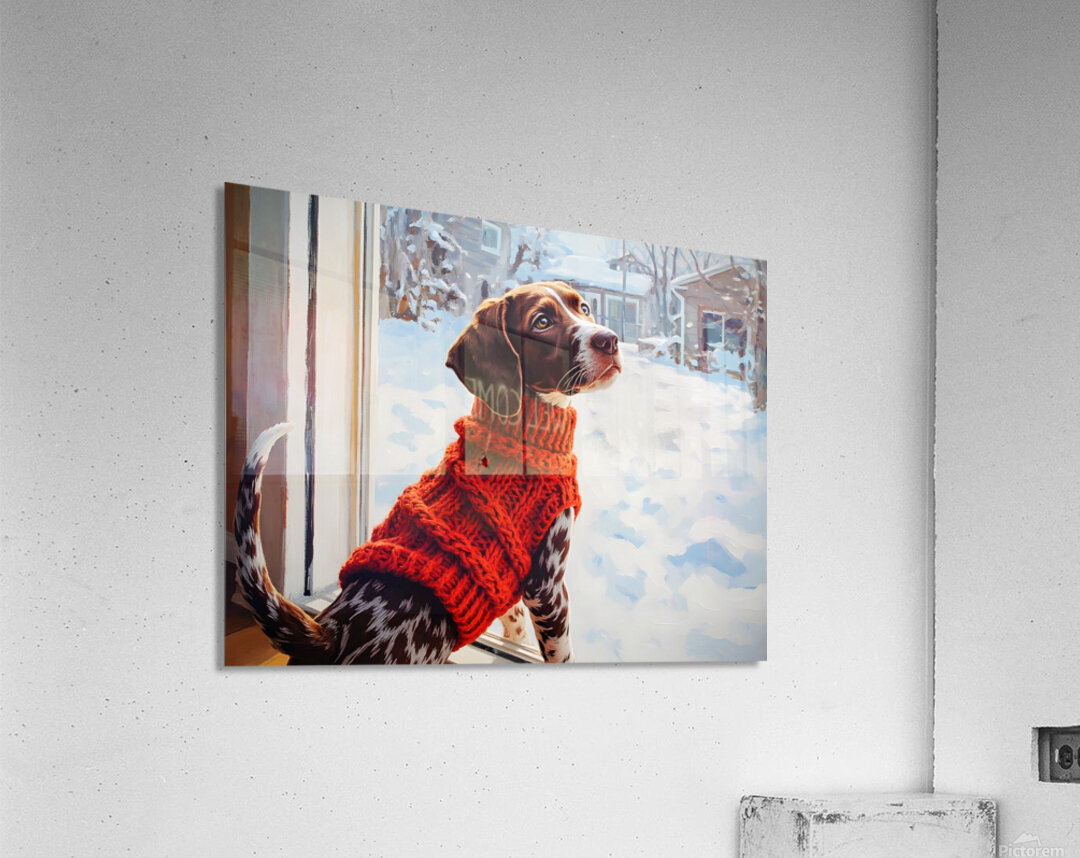 German Shorthaired Pointer Puppy Gets Winter Sweater Acrylic Print