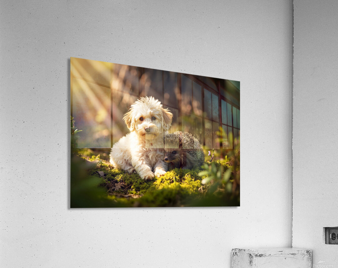 Poodle Puppy Meets New Friend In Garden Acrylic Print