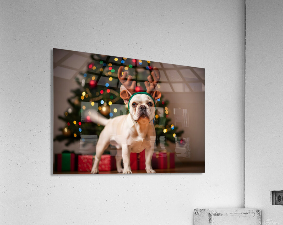 Tired Puppy Rests After Christmas Fun Acrylic Print