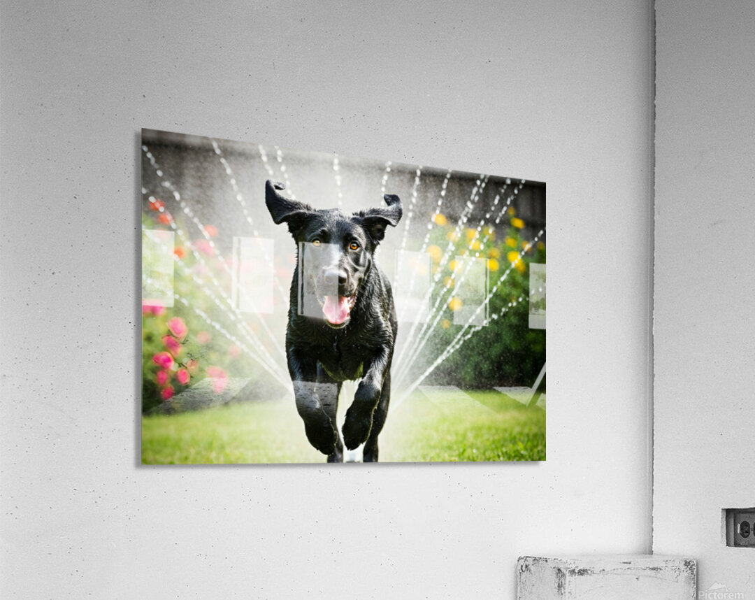 Wet German Shepherd Puppy Rests By Sprinkler Happily Acrylic Print