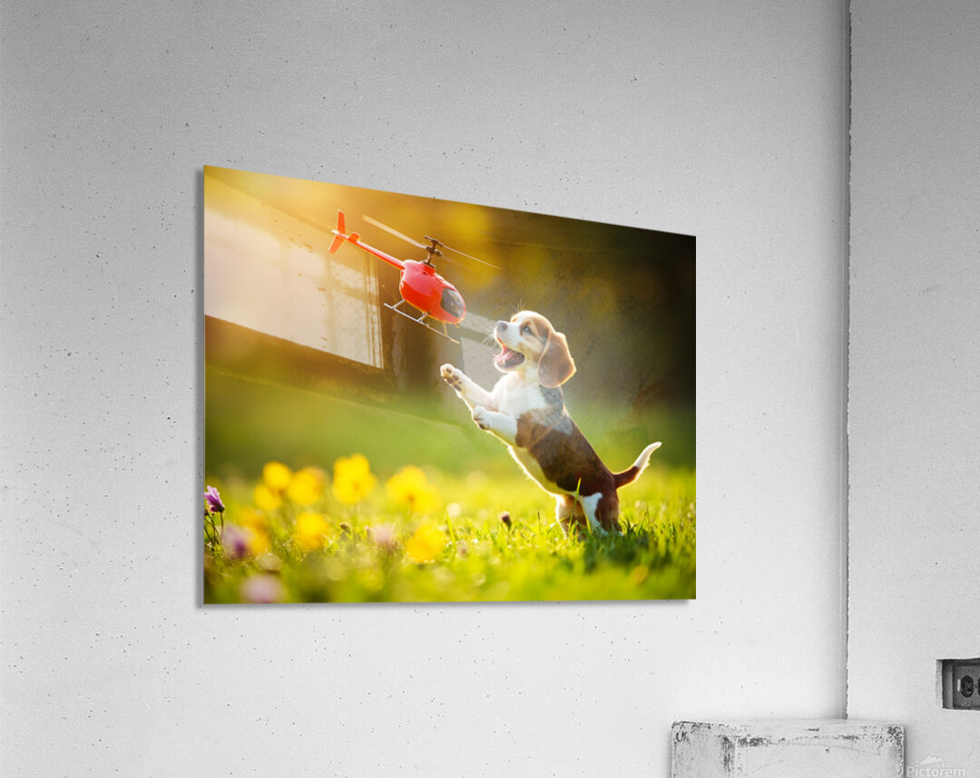 Beagle Puppy Discovers Flying Toy Acrylic Print
