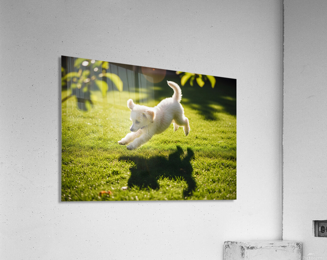 Exhausted Poodle Puppy Rests After Shadow Chase Game Acrylic Print