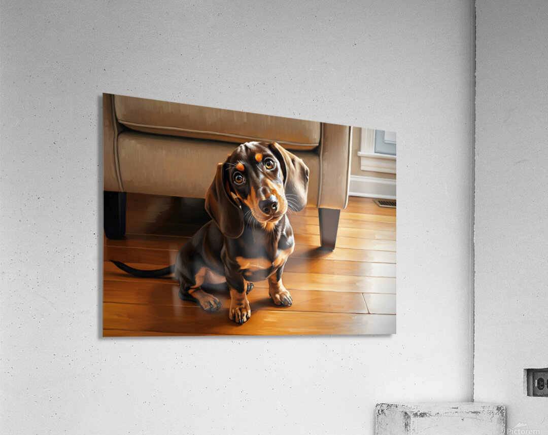 Dachshund Puppy Caught On The Forbidden Sofa Acrylic Print