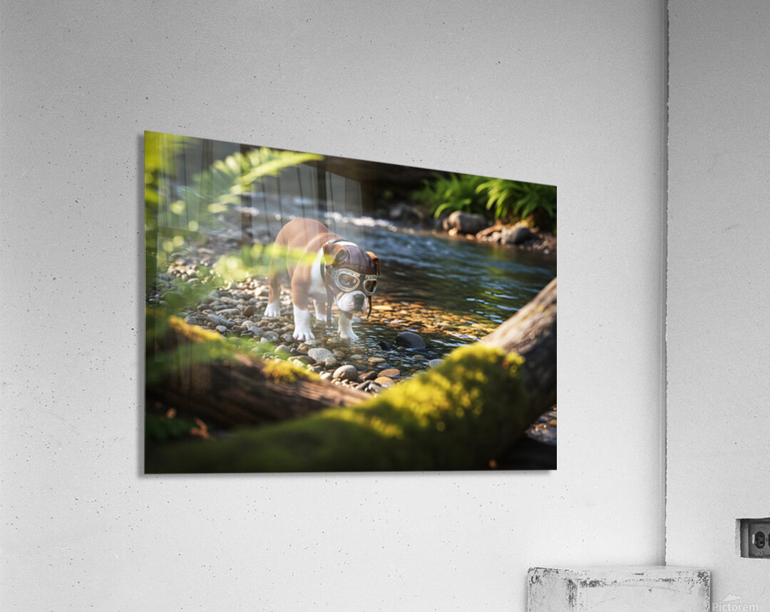 Bulldog Puppy Resting After Big Adventure Acrylic Print