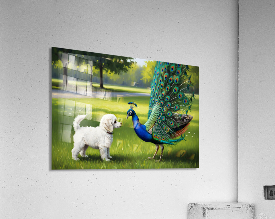 Peacock Displays Full Feather Fan For Amazed Puppy Acrylic Print