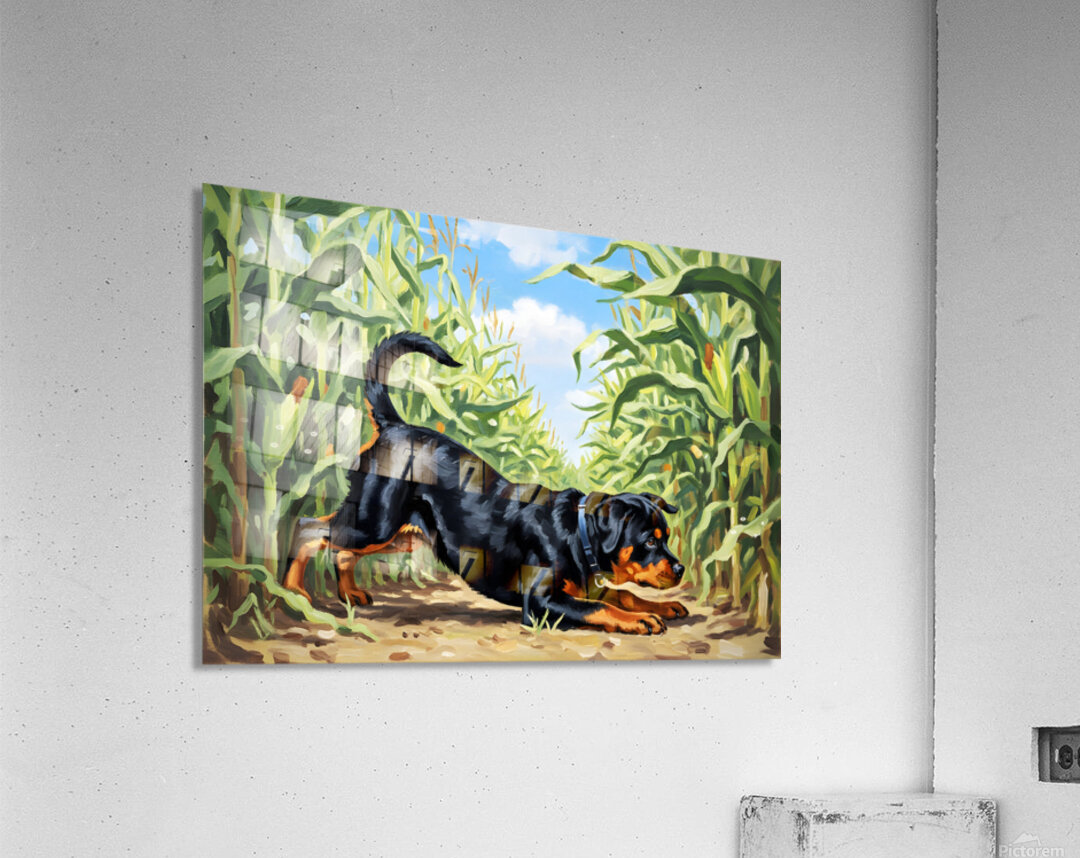 Rottweiler Puppy Discovers The Corn Maze Adventure Acrylic Print