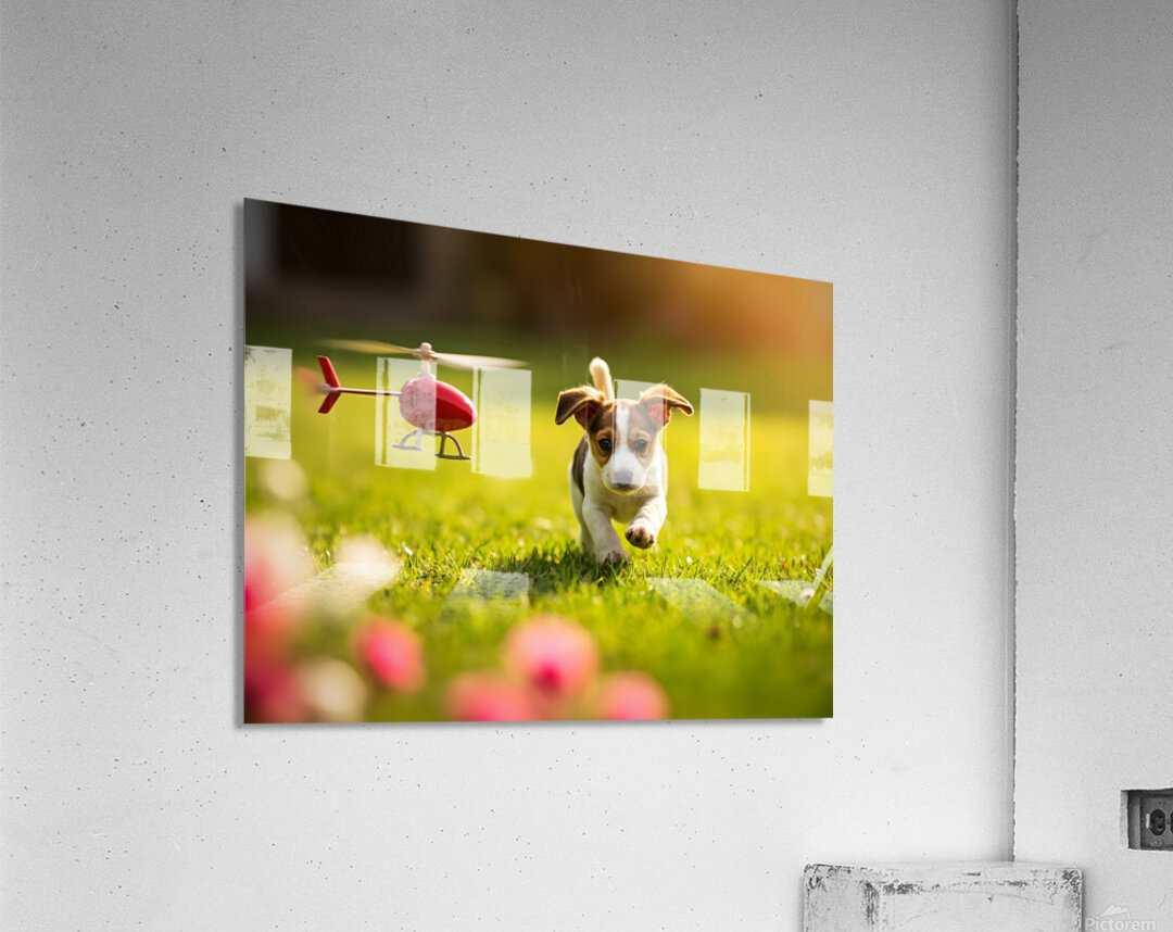 Beagle Puppy Rests After Helicopter Chase Acrylic Print