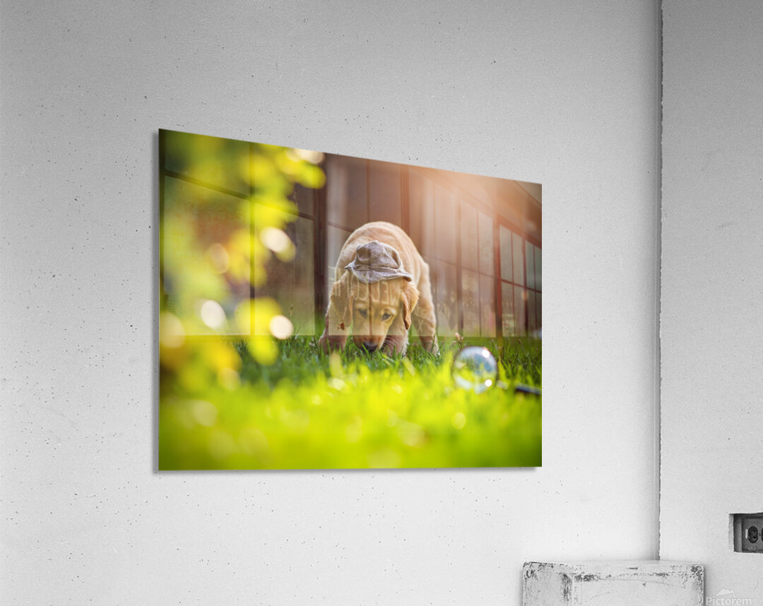 Golden Retriever Puppy Detective Begins Investigation Acrylic Print