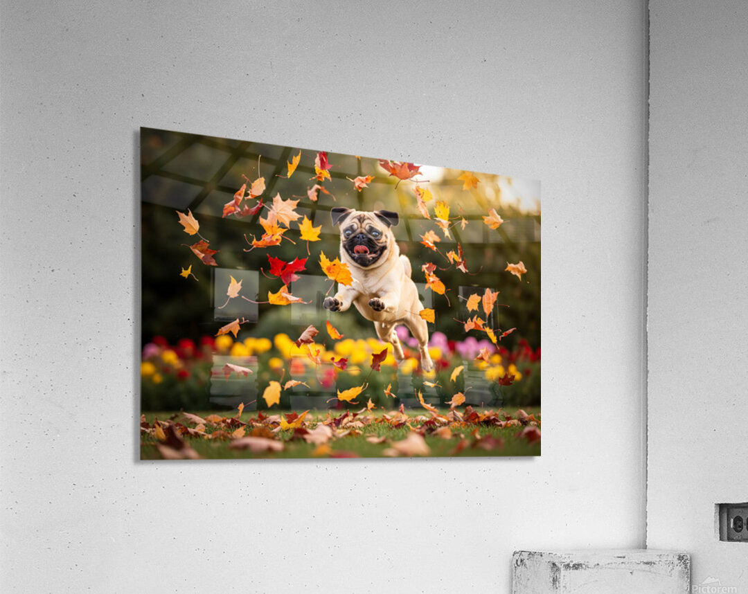Pug Puppy Rests After Wind Play Acrylic Print