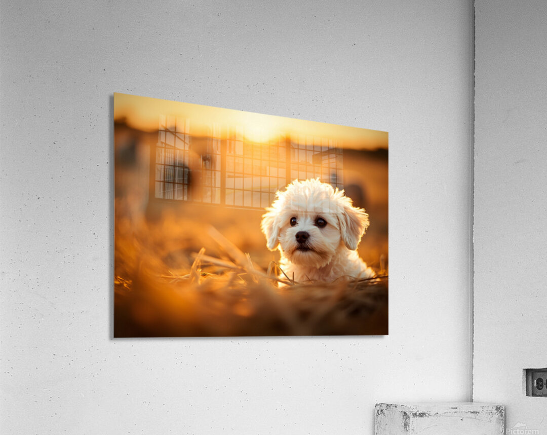 Playful Bichon Frise Puppy Slides Down Haystack Acrylic Print